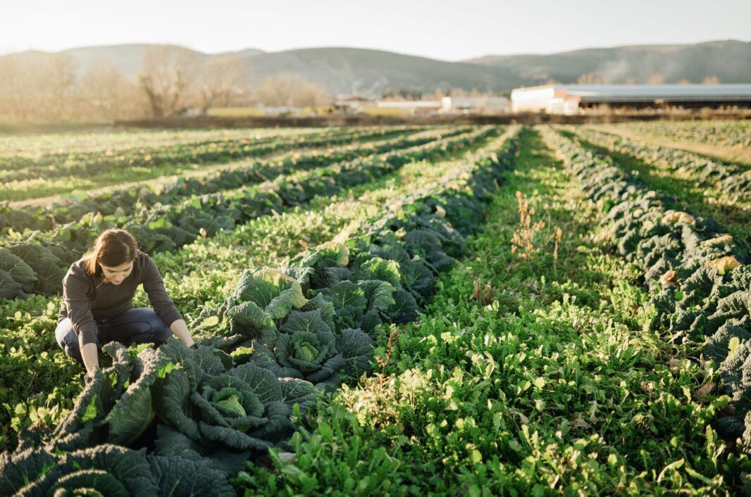 Person kneeling in a lush green field, harvesting large leafy vegetables, with rows of crops extending into the distance and mountains in the background under a clear sky